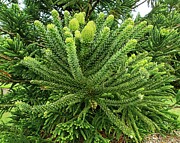 Humboldt's araucaria Tomah, Australia Photograph by Steven Ralser
