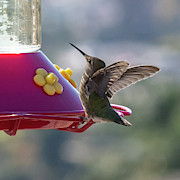 Hummingbird Photograph by Abigail Diane Photography