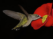 Hummingbird Hovers at Feeder Photograph by Charles Floyd