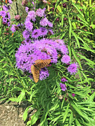 Dining together Photograph by Doreen Rosselli
