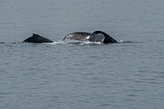 Humpback Whale Mother Teaching Calf to Dive Photograph by Nancy Gleason