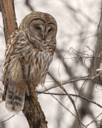 Hunter of the Night Photograph by Jim E Johnson