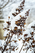 Hydrangea Waits for Spring Photograph by Craig A Walker