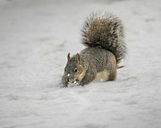 I Know It's Here Somewhere Photograph by Mike Lee