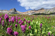 Ice Lakes Paintbrush Photograph by Sunniye Buesing