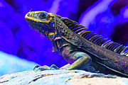 Iguana 4 - Abstract Photograph by Ron Berezuk