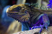 Iguana 6 - Abstract Photograph by Ron Berezuk