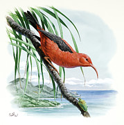 IIwi Painting by Don Balke