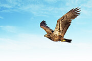 Immature Bald Eagle Photograph by Gina Fitzhugh