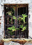 Inside Out Photograph by Steven Nelson