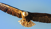 Intense Flight Photograph by Mike Lee