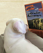 Is this a good story Digital Art by Waterdancer