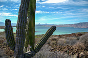 Isla Coronado, Loreto Photograph by William Scott Koenig