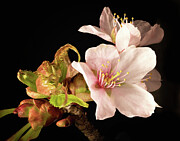 Isolated Cherry Blossom Photograph by Steven Nelson