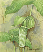 Jack-In-The-Pulpit Painting by Gordon Beningfield