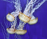 Jellyfish Photograph by Marshall Hurley