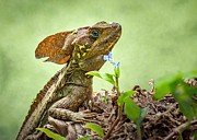 Jesus Christ Lizard II Photograph by Rebecca Herranen