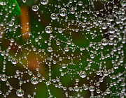 Jewels in the Spiderweb Photograph by Bruce Block