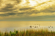 Jockey's Ridge Geese Photograph by David Fountain