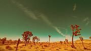 Joshua Tree National Park California 5766-101 Photograph by Neptune Images