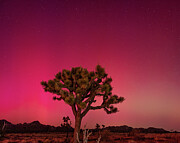 Joshua Tree with Aurora Borealis 2 Photograph by Bruce Feagle