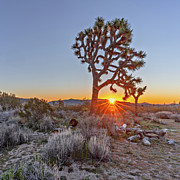 June 2019 Joshua Tree Photograph by Alain Zarinelli