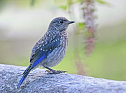Juvenile Eastern Bluebird Photograph by Gina Fitzhugh