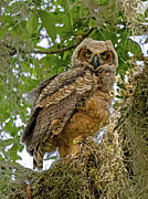 Juvenile Great Horned Owl Photograph by Gina Fitzhugh