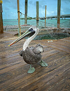 Key Largo Pelican Photograph by Rebecca Herranen
