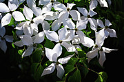 Kousa Dogwood Photograph by Steven Nelson