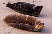 La Jolla Seals, San Diego Photograph by Abigail Diane Photography