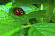 Ladybug Hidden Among Green Leaves Photograph by Tatiana Travelways