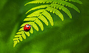 Ladybug sitting on a fern - digital painting Digital Art by Nicko Prints