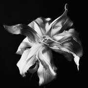 Lament of the Lily Photograph by Dodie Ross