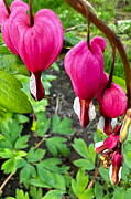 Lamprocapnos Spectabilis in Bloom Photograph by Travel Essayist