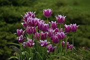 Lavender Tulip Cascade Photograph by Deb Beausoleil