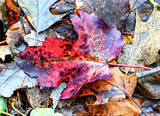 Leaf Carpet Photograph by Steven Nelson