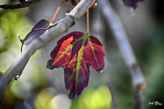 Leaf Color Change Photograph by David McKinney