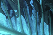 Leaf Detail 1 - Cyan Photograph by Ron Berezuk