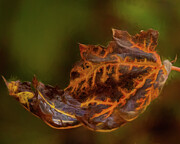 Leaf On Fire Photograph by Dodie Ross