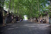 Leafy Canopy in Colonia del Sacramento Streets Photograph by Travel Essayist