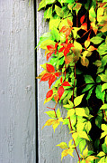 Leaves by the wall Photograph by Francisco Ruiz Navas