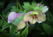 Lenten Rose in Full Display Photograph by D Lee