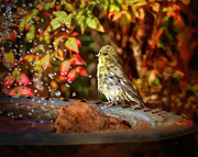 Lesser Goldfinch Photograph by Joe Fisher