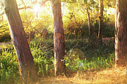Light Sprite Photograph by Gina Cinardo