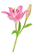 Lilly flower isolated on white Photograph by Severija Kirilovaite