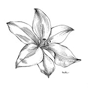Lily I Drawing by Catherine Bede