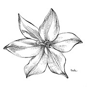 Lily II Drawing by Catherine Bede