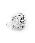 Lion Drawing Drawing by Michel Cruz-Garcia