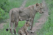 Lioness and Cub on the Road Photograph by Rebecca Herranen